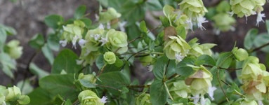 Масло от див риган (Origanum minutiflorum)